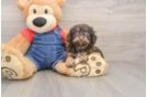 Cavapoo Pup Being Cute