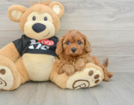 7 week old Cavapoo Puppy For Sale - Florida Fur Babies