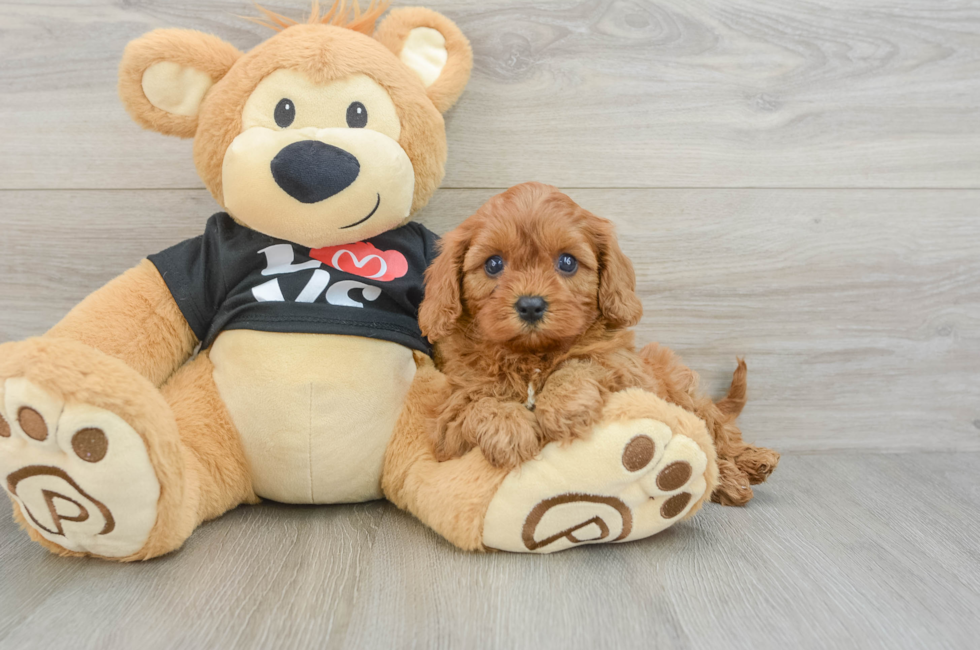 6 week old Cavapoo Puppy For Sale - Florida Fur Babies