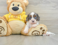 8 week old Cavapoo Puppy For Sale - Florida Fur Babies