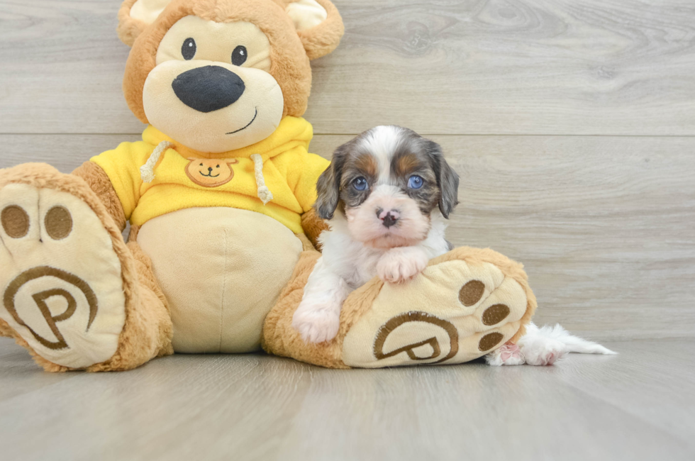 8 week old Cavapoo Puppy For Sale - Florida Fur Babies