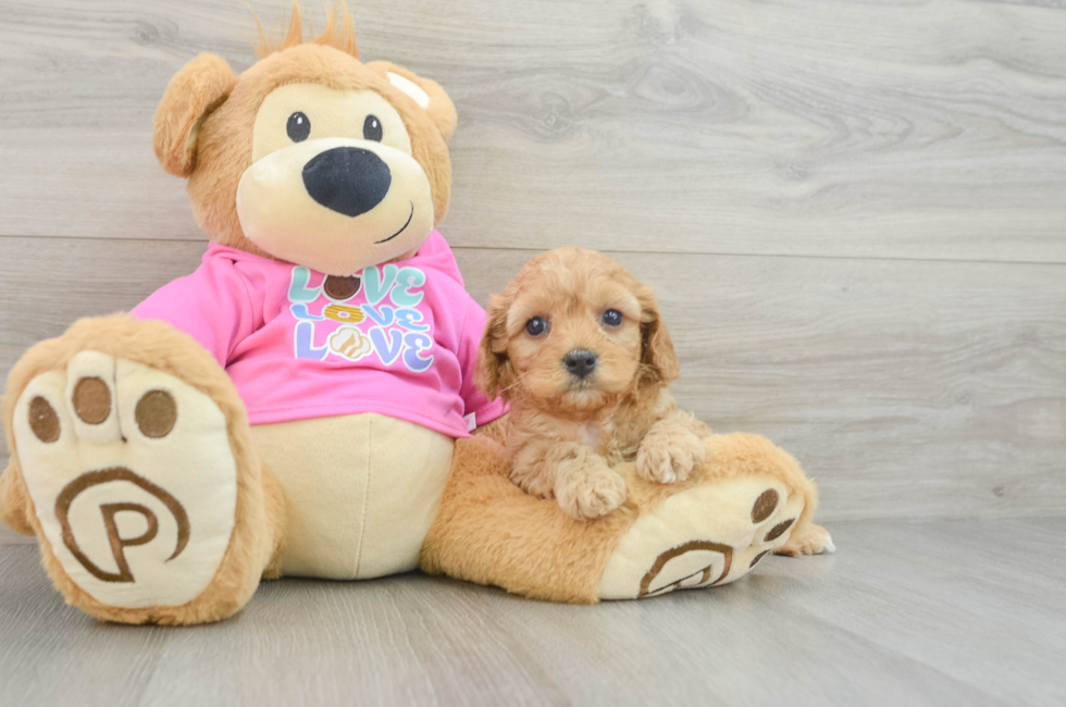 6 week old Cavapoo Puppy For Sale - Florida Fur Babies