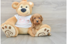 Cavapoo Puppy for Adoption