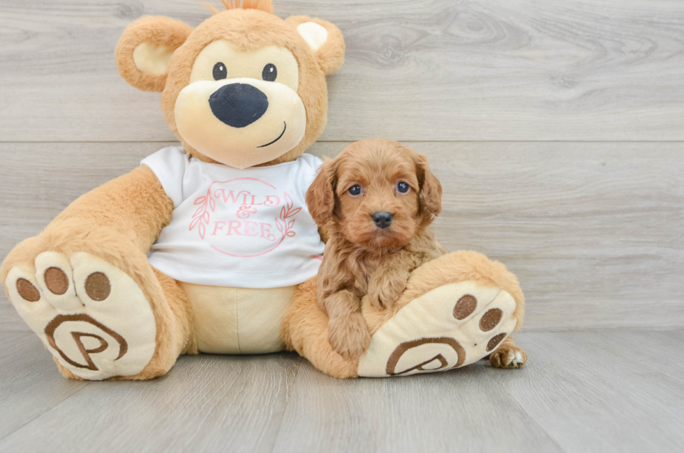 5 week old Cavapoo Puppy For Sale - Florida Fur Babies