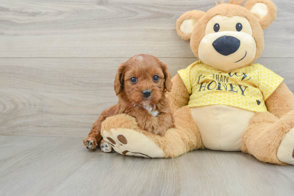 Hypoallergenic Cavadoodle Poodle Mix Puppy