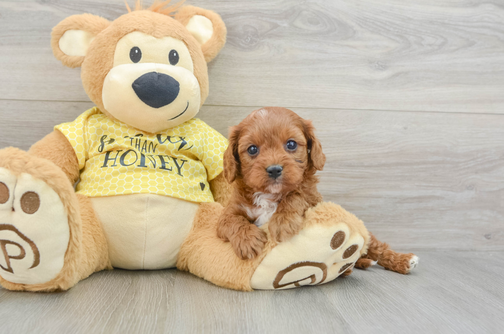 7 week old Cavapoo Puppy For Sale - Florida Fur Babies