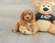 7 week old Cavapoo Puppy For Sale - Florida Fur Babies