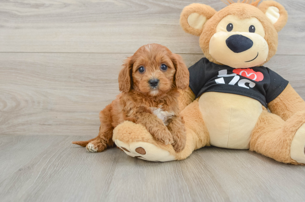 6 week old Cavapoo Puppy For Sale - Florida Fur Babies
