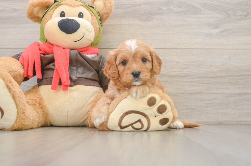 5 week old Cavapoo Puppy For Sale - Florida Fur Babies