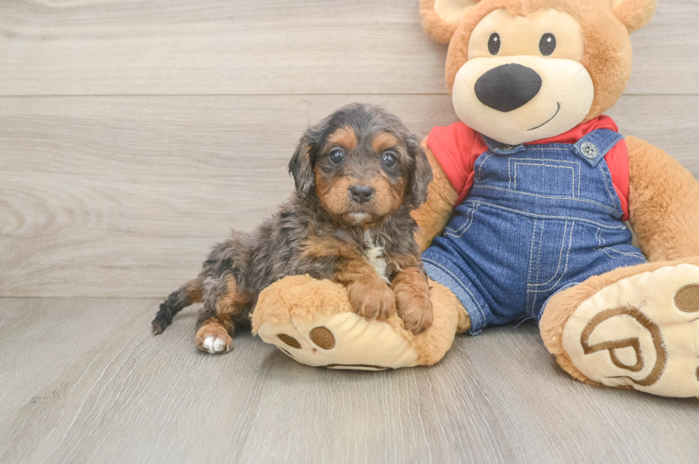 5 week old Cavapoo Puppy For Sale - Florida Fur Babies