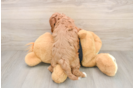 Cavapoo Pup Being Cute