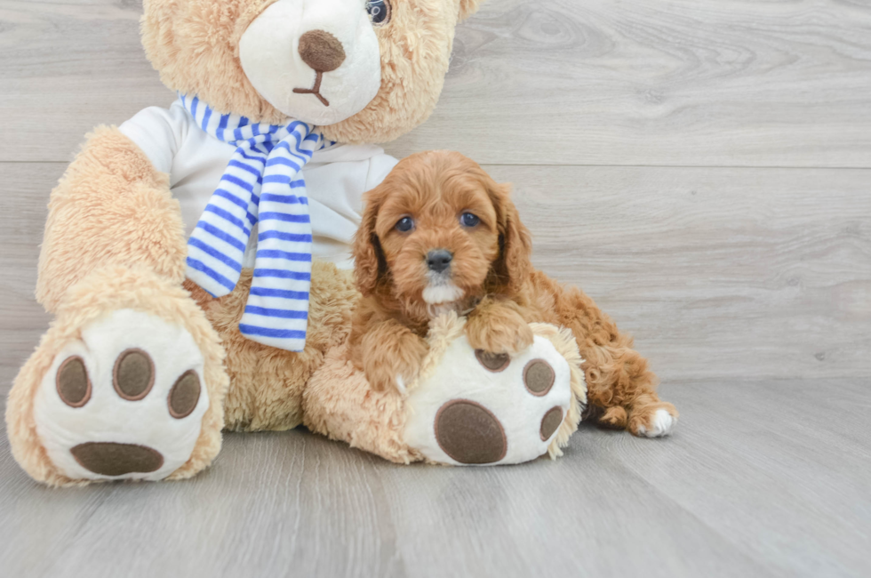 6 week old Cavapoo Puppy For Sale - Florida Fur Babies