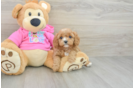 Adorable Cavalier King Charles Spaniel and Poodle Mix Poodle Mix Puppy