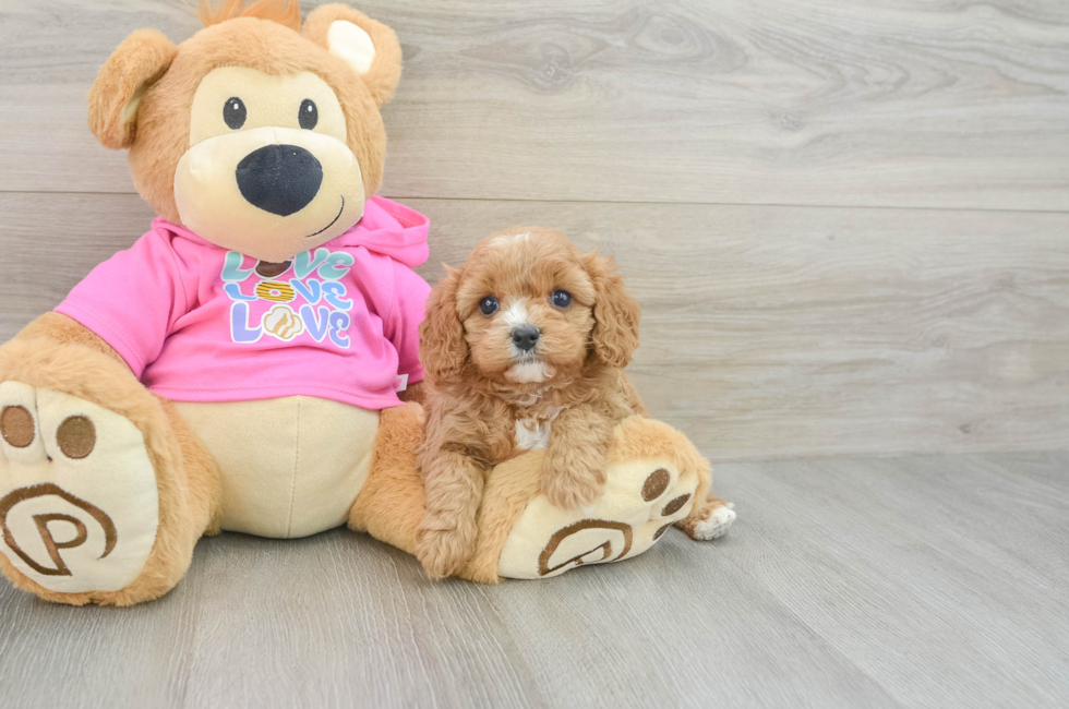 6 week old Cavapoo Puppy For Sale - Florida Fur Babies