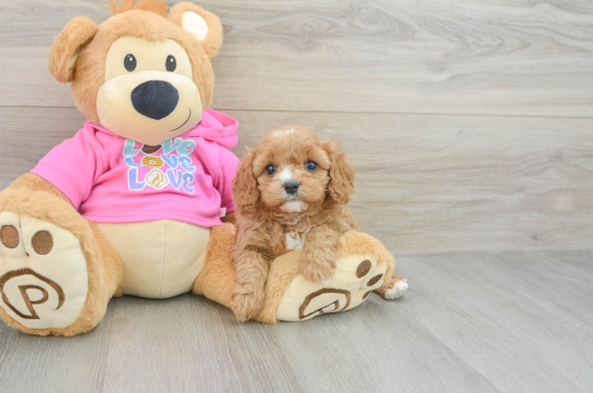 Adorable Cavalier King Charles Spaniel and Poodle Mix Poodle Mix Puppy