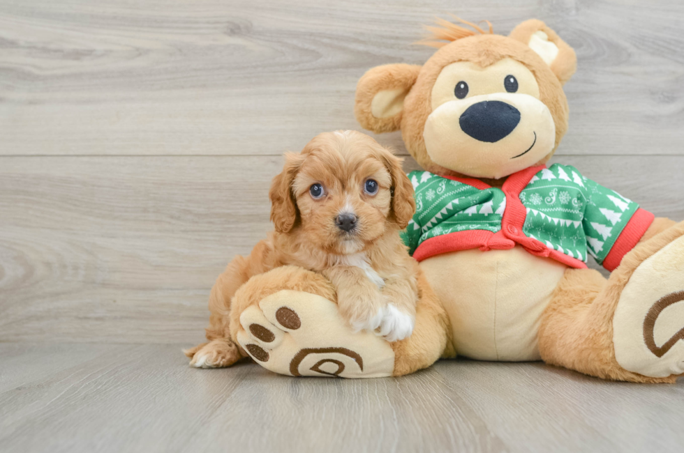 5 week old Cavapoo Puppy For Sale - Florida Fur Babies