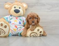 8 week old Cavapoo Puppy For Sale - Florida Fur Babies