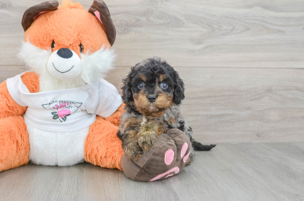 6 week old Cavapoo Puppy For Sale - Florida Fur Babies