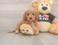 8 week old Cavapoo Puppy For Sale - Florida Fur Babies