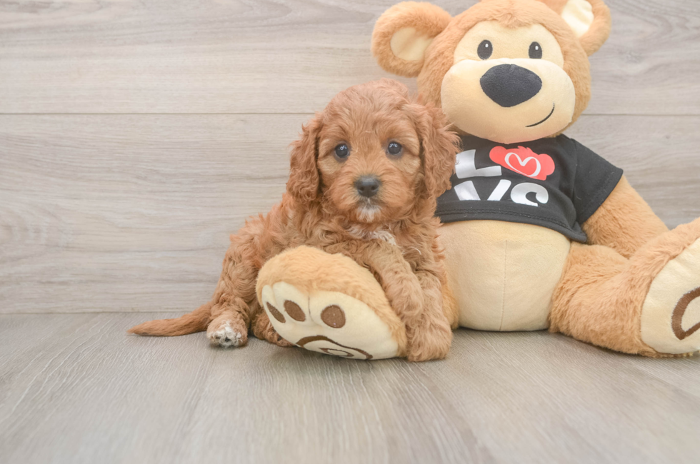 5 week old Cavapoo Puppy For Sale - Florida Fur Babies