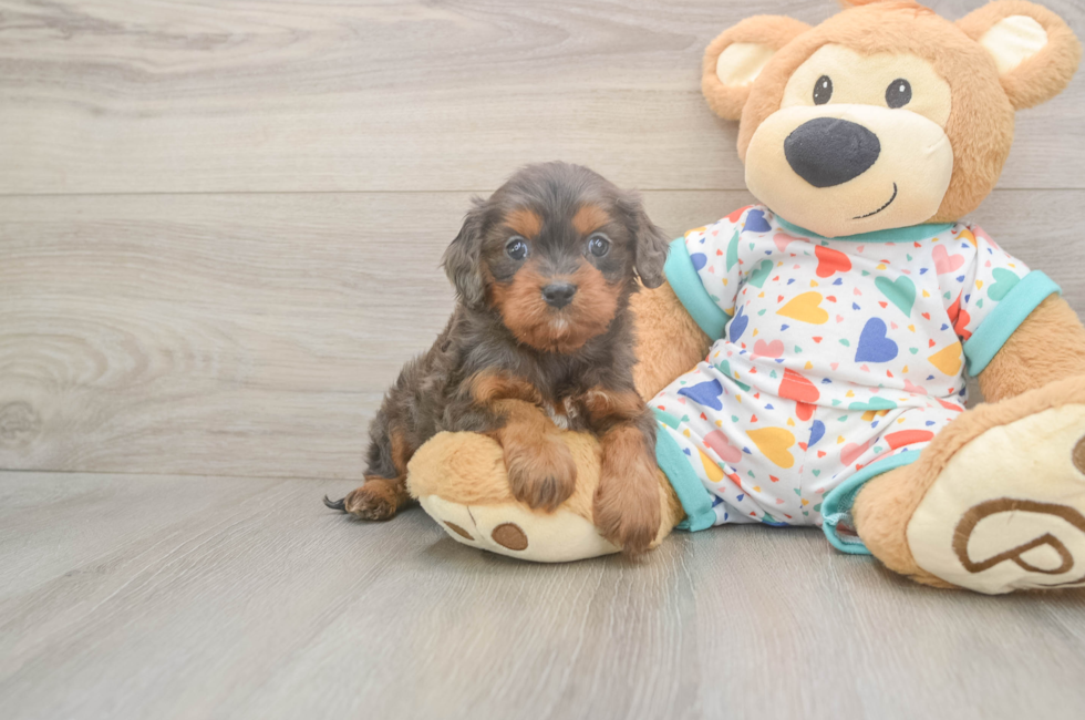 5 week old Cavapoo Puppy For Sale - Florida Fur Babies