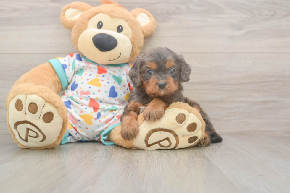 Happy Cavapoo Baby