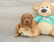 9 week old Cavapoo Puppy For Sale - Florida Fur Babies
