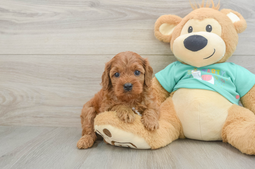 6 week old Cavapoo Puppy For Sale - Florida Fur Babies