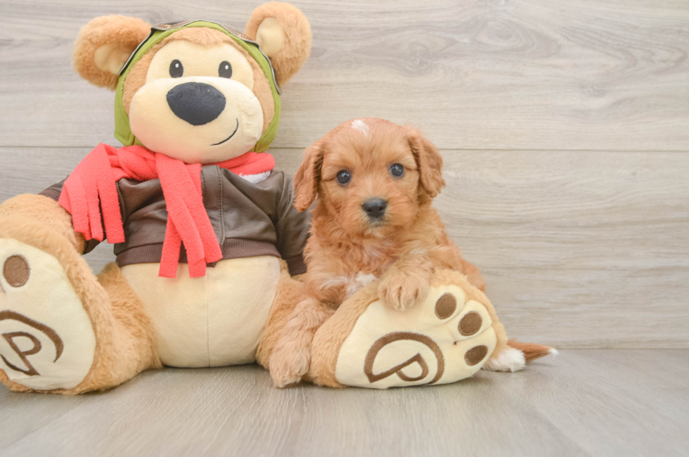 5 week old Cavapoo Puppy For Sale - Florida Fur Babies