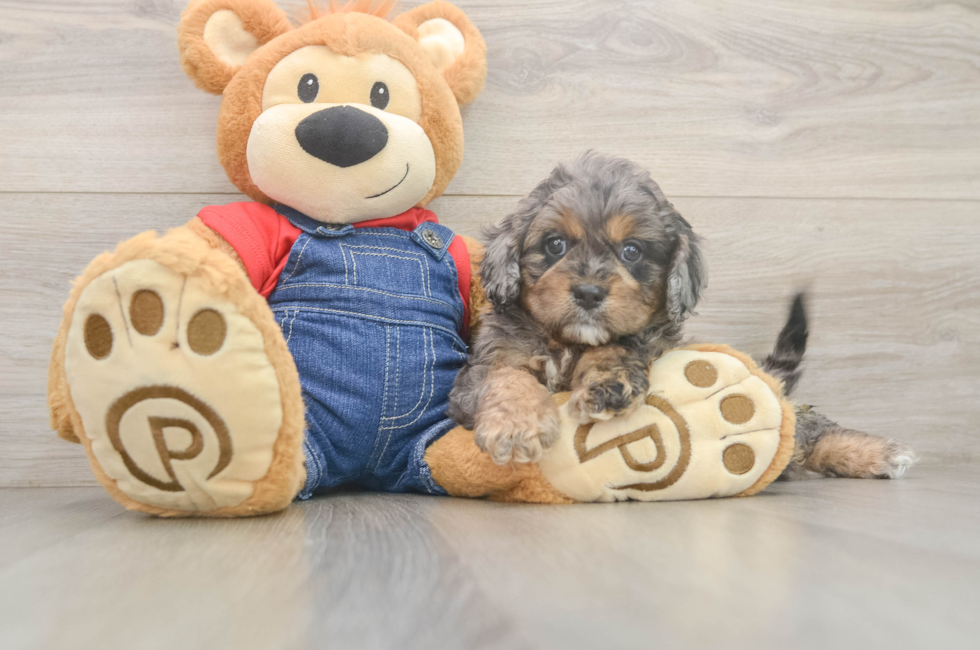 5 week old Cavapoo Puppy For Sale - Florida Fur Babies