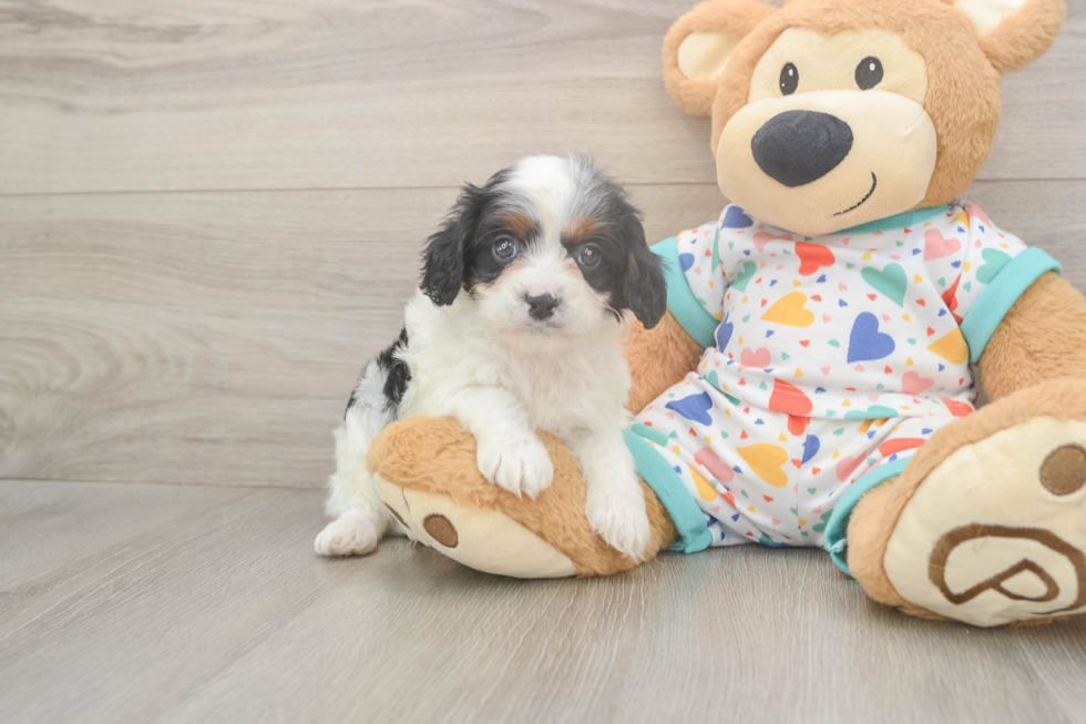 Cute Cavapoo Baby