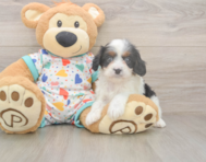 8 week old Cavapoo Puppy For Sale - Florida Fur Babies