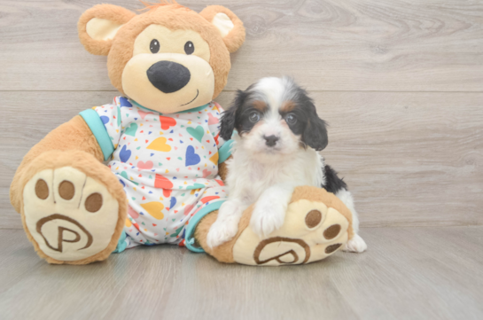 5 week old Cavapoo Puppy For Sale - Florida Fur Babies Cavapoo Puppy for Adoption