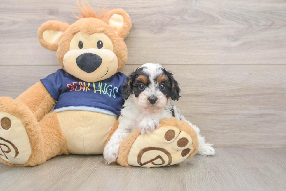 Cavapoo Pup Being Cute