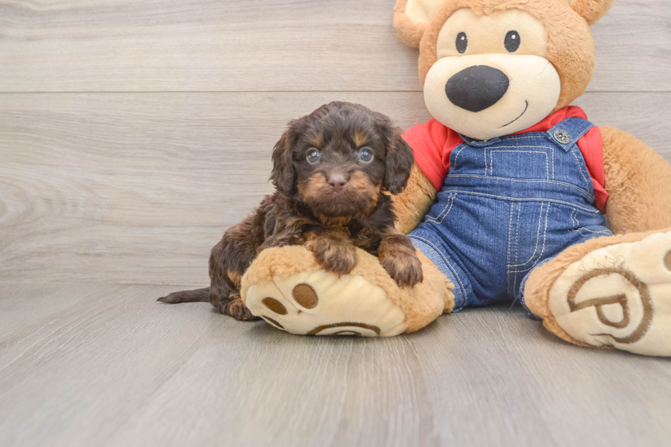 Cavapoo Puppy for Adoption