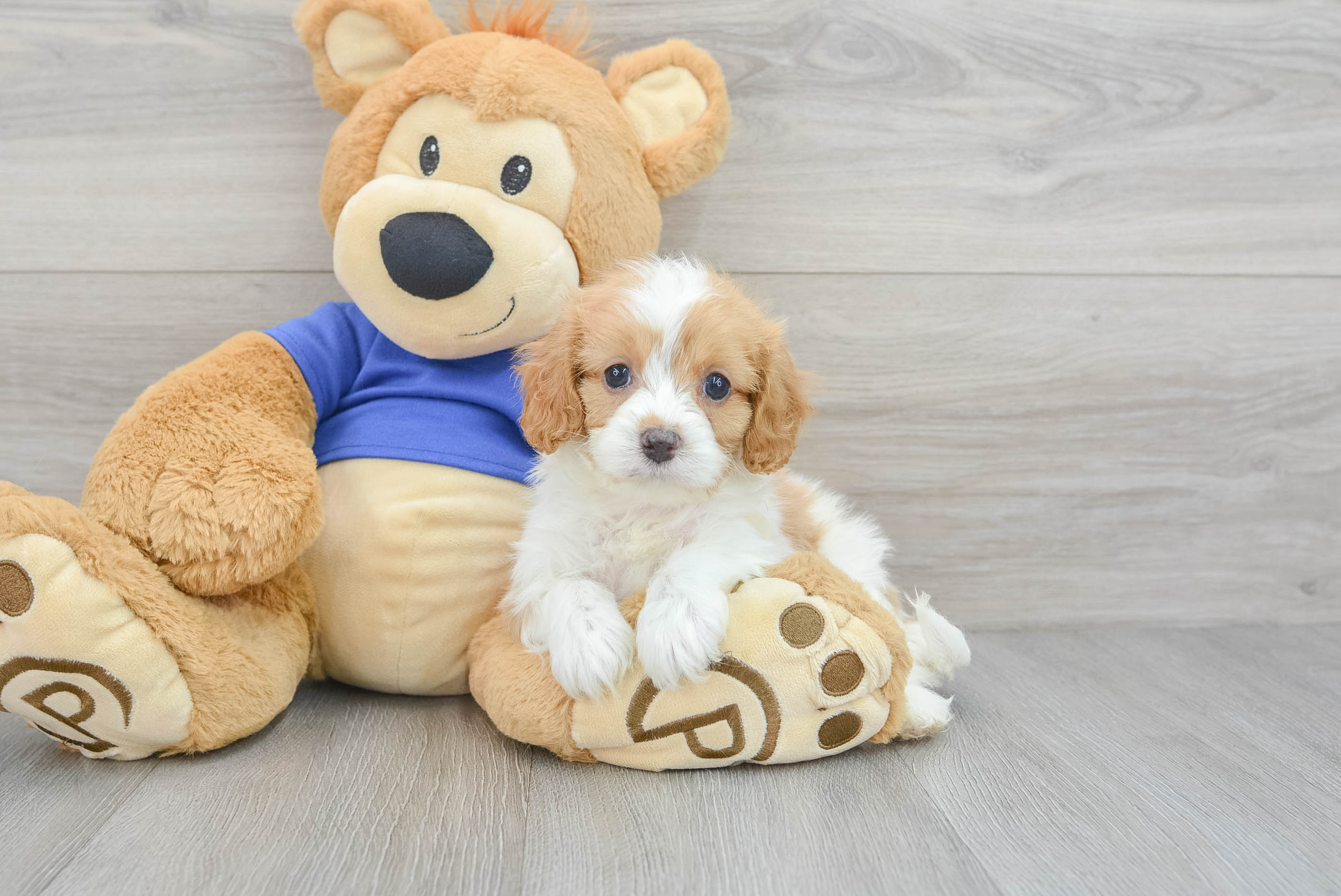 Cavapoo hotsell teddy bear