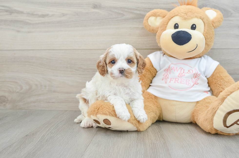 5 week old Cavapoo Puppy For Sale - Florida Fur Babies