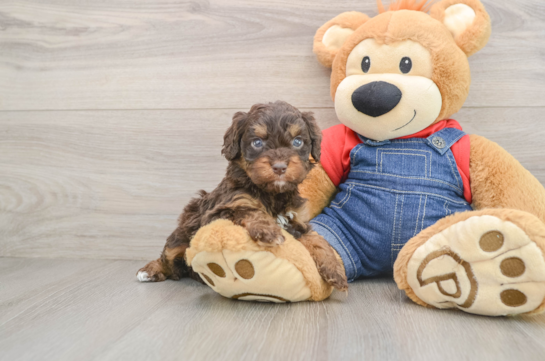 Adorable Cavalier King Charles Spaniel and Poodle Mix Poodle Mix Puppy
