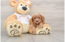 Best Cavapoo Baby
