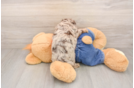 Cavapoo Puppy for Adoption