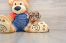 Smart Cavapoo Poodle Mix Pup