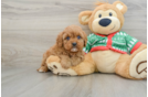 Fluffy Cavapoo Poodle Mix Pup