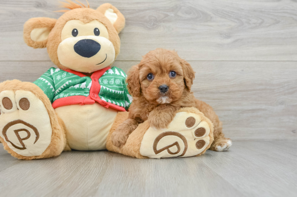 5 week old Cavapoo Puppy For Sale - Florida Fur Babies