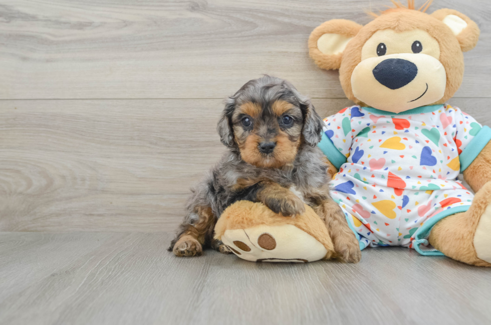 6 week old Cavapoo Puppy For Sale - Florida Fur Babies