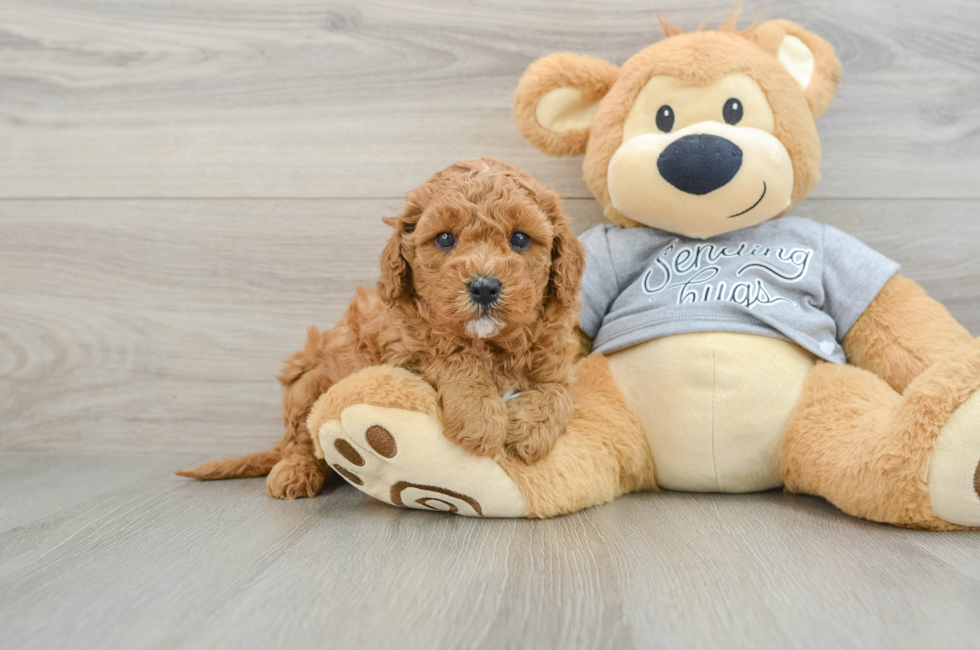 5 week old Cavapoo Puppy For Sale - Florida Fur Babies