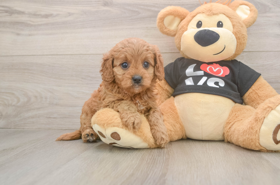 5 week old Cavapoo Puppy For Sale - Florida Fur Babies