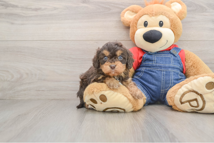 Smart Cavapoo Poodle Mix Pup