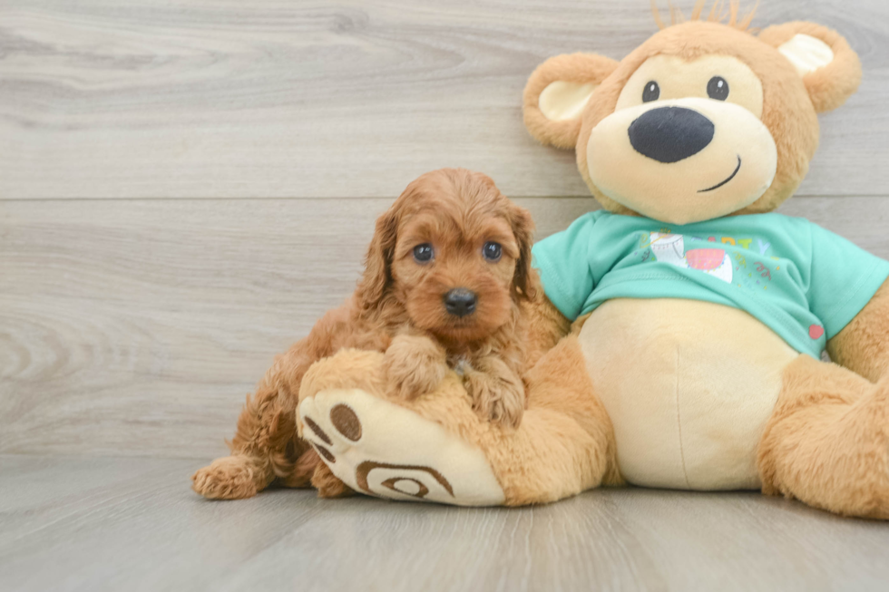 Cavapoo Puppy for Adoption