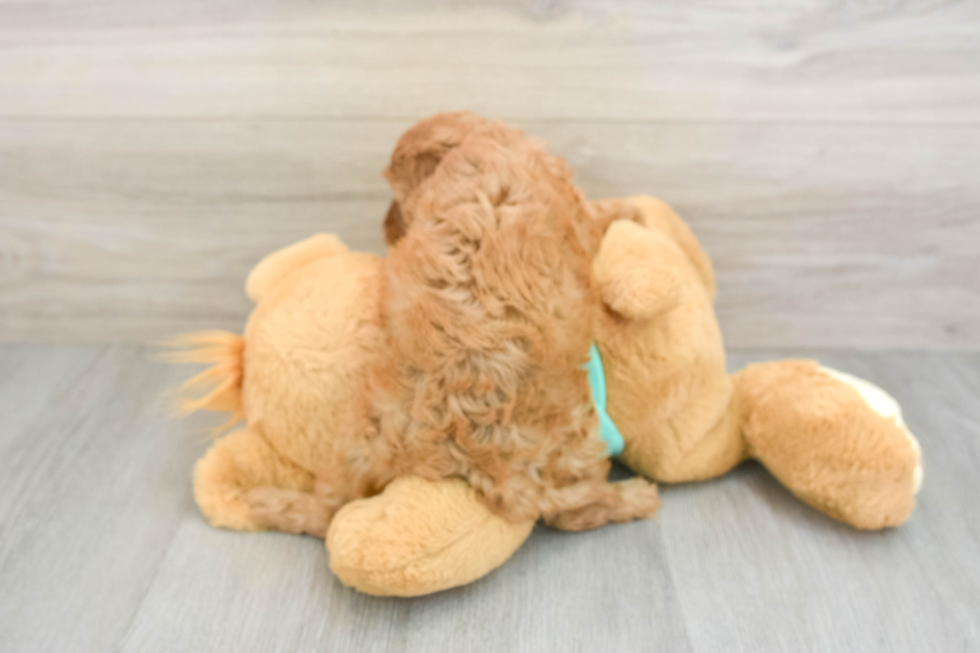 Popular Cavapoo Poodle Mix Pup