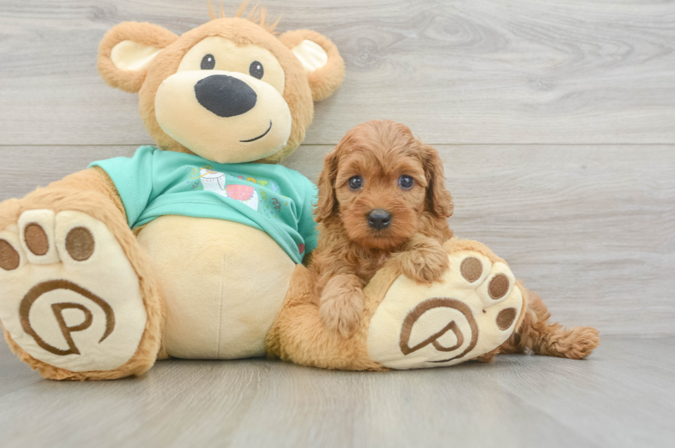 6 week old Cavapoo Puppy For Sale - Florida Fur Babies